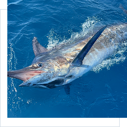 Big Blue Marlin