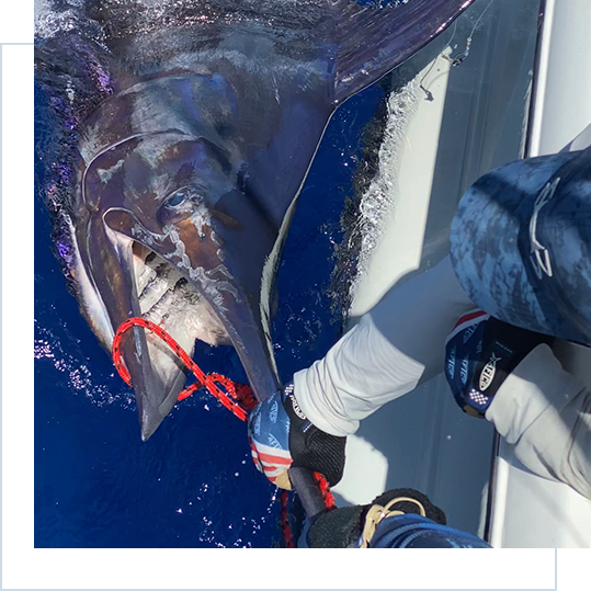 Fishing for Blue Marlin