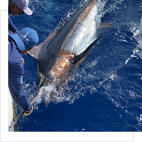 Pesca em alto mar de Blue Marlin com a Charlote Fishing