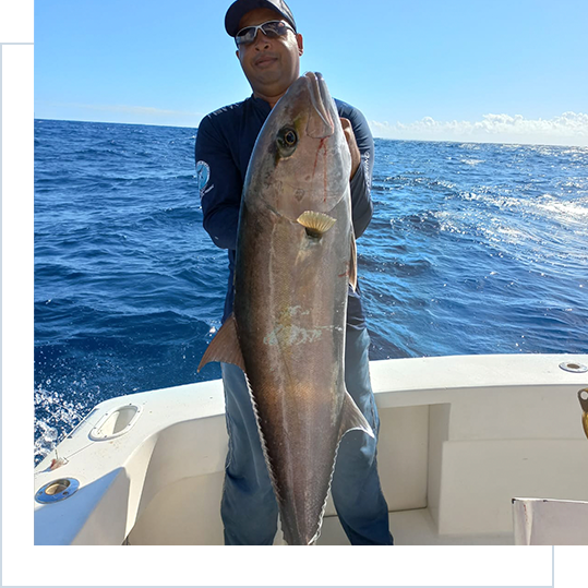 King Mackerel in mid-waters