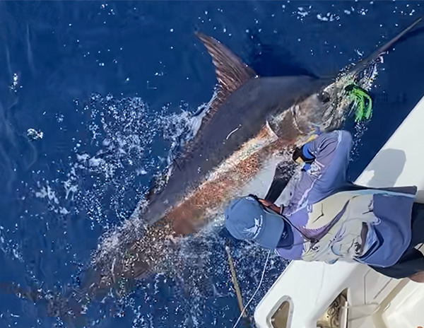 Trolling for Blue Marlin